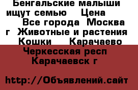 Бенгальские малыши ищут семью) › Цена ­ 5 500 - Все города, Москва г. Животные и растения » Кошки   . Карачаево-Черкесская респ.,Карачаевск г.